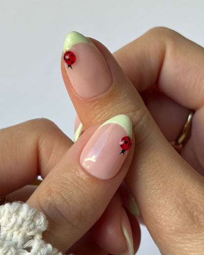 Ladybug